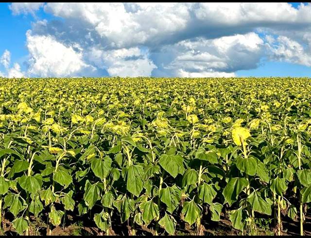 FARM FOR SALE IN BETHLEHEM RURAL